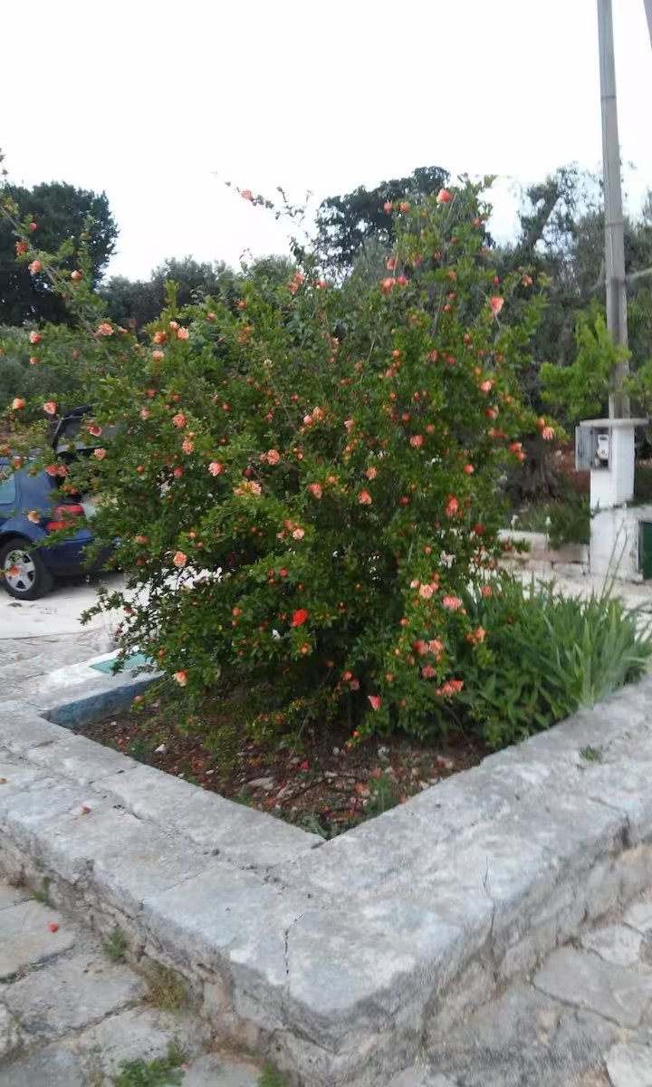 House in San Michele Salentino, Apulia, Italy 4 - 15620616