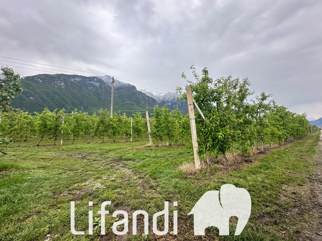Land in Romagnano - Ravina, Trento, Trentino – Alto Adige/Südtirol 4 - 14147089