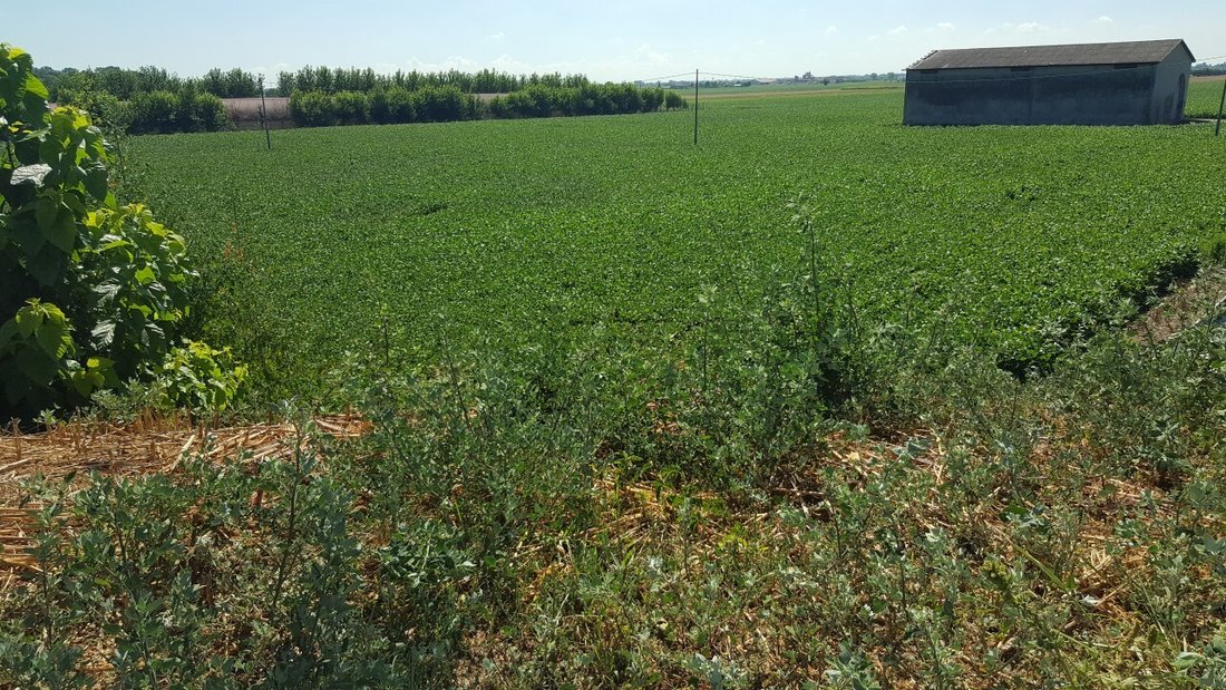 Land in Vescovana, Veneto, Italy 1 - 12809092