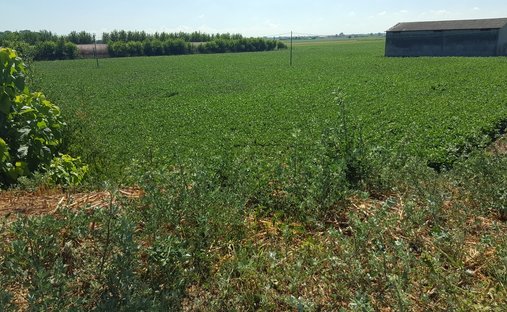 Land in Vescovana, Veneto, Italy 1