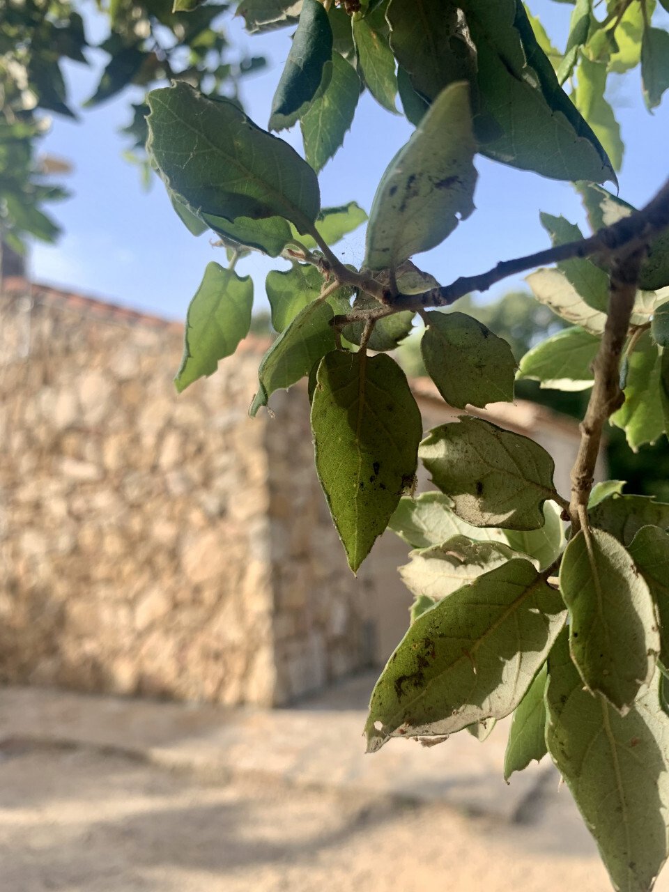 Land in San Pantaleo, Olbia, Italy 1 - 13656500