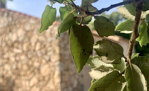 Land in San Pantaleo, Olbia, Italy 1