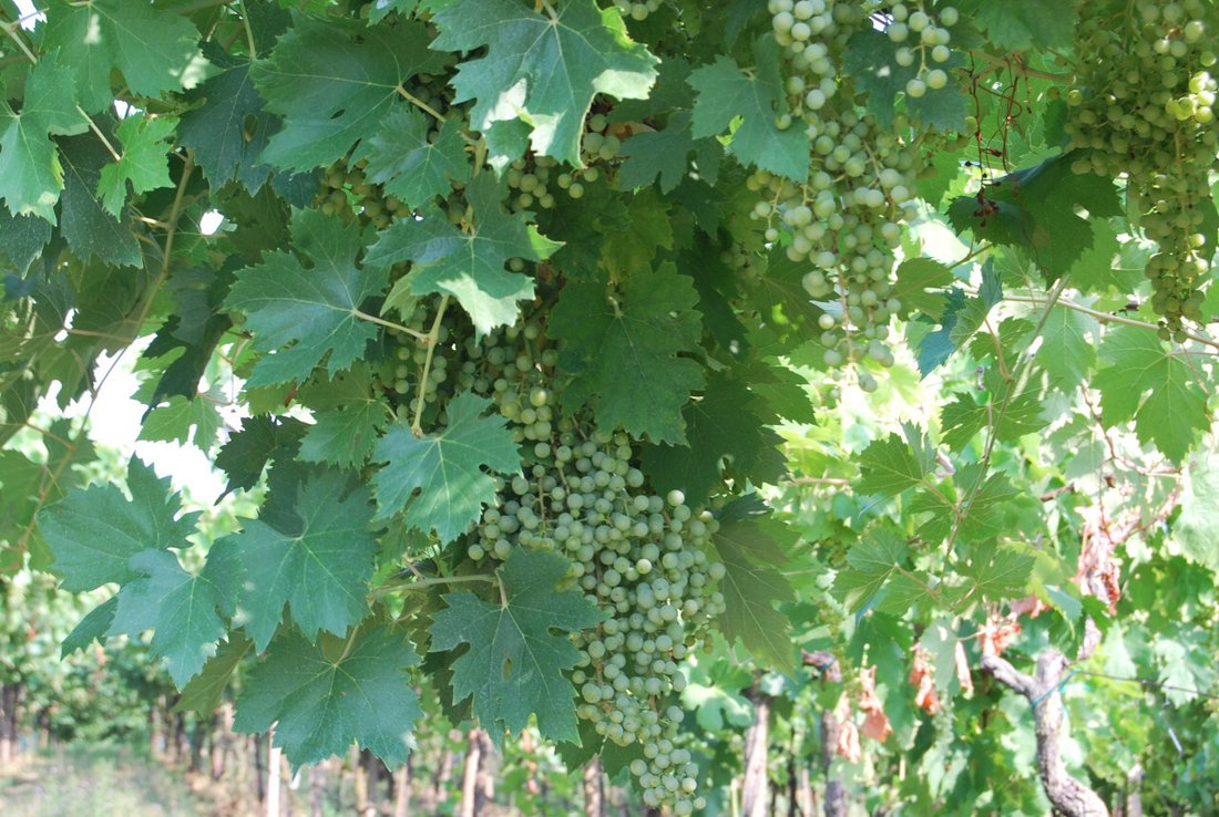 Land in Sossano, Veneto, Italy 1 - 13004471