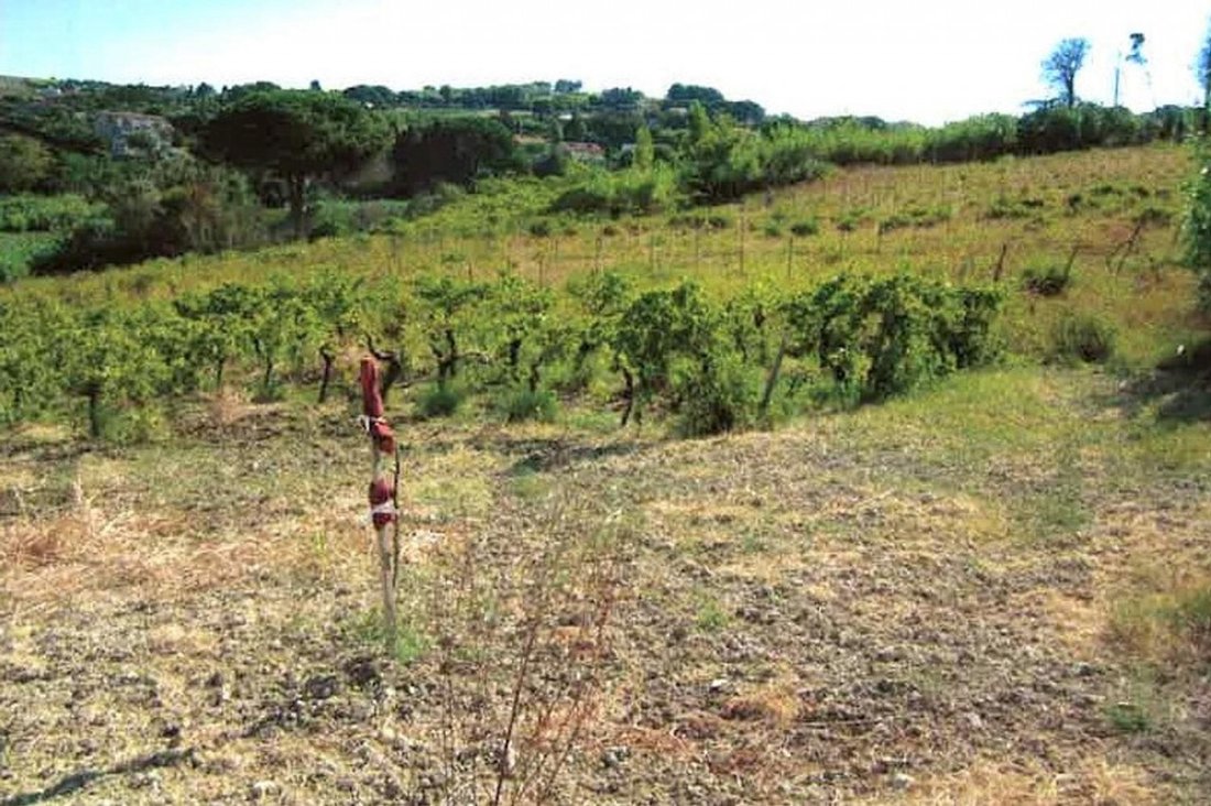 Land in Salemi, Sicily, Italy 1 - 15460022