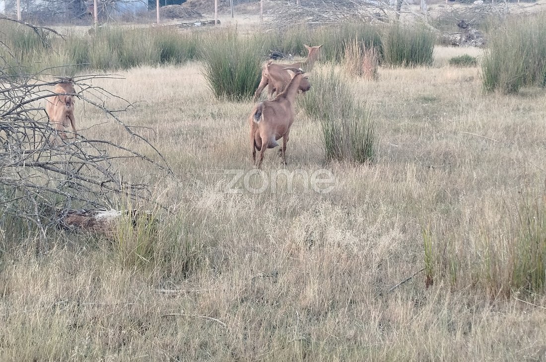 Land in Seia, Sao Romao e Lapa dos Dinheiros, Guarda District, Portugal 2 - 16029001