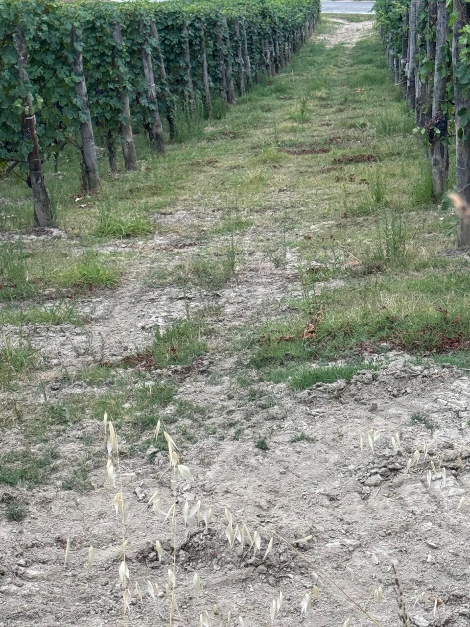 Land in Serralunga d'Alba, Piedmont, Italy 4 - 16033341