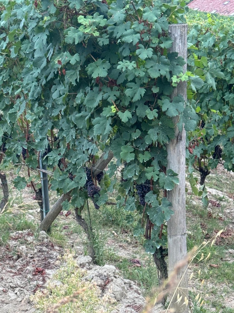 Land in Serralunga d'Alba, Piedmont, Italy 2 - 16033341