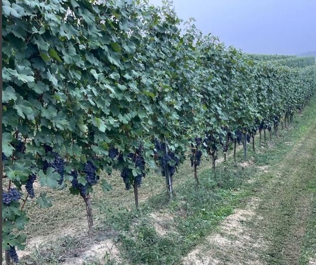 Land in La Morra, Piedmont, Italy 4 - 16033338