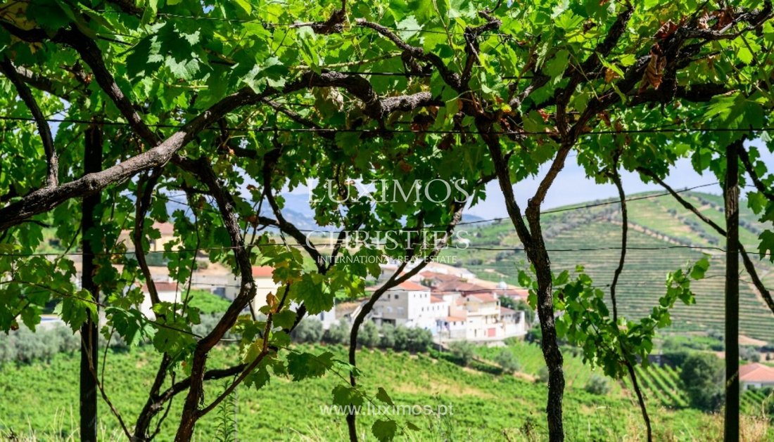 Farm Ranch in Lobrigos (Sao Miguel e Sao Joao Baptista) e Sanhoane, Vila Real District, Portugal 3 - 16003012