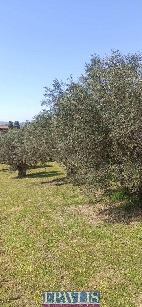 Condo in Oropos, Attica, Greece 4 - 16043329