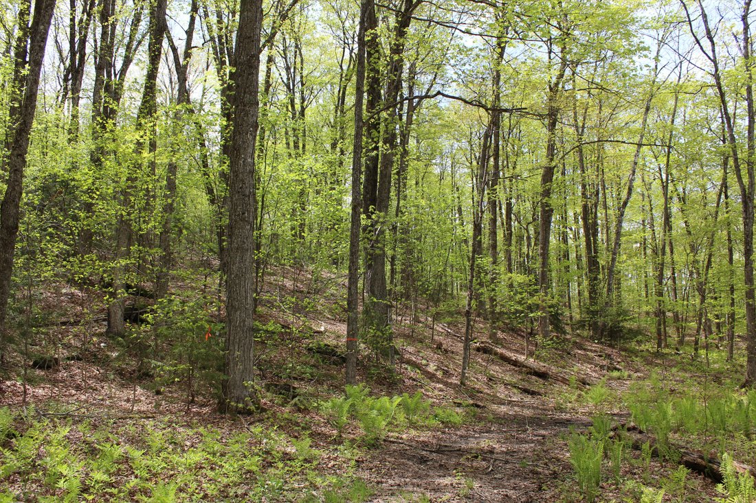 Land in Woodstock, Vermont, United States 4 - 16062624