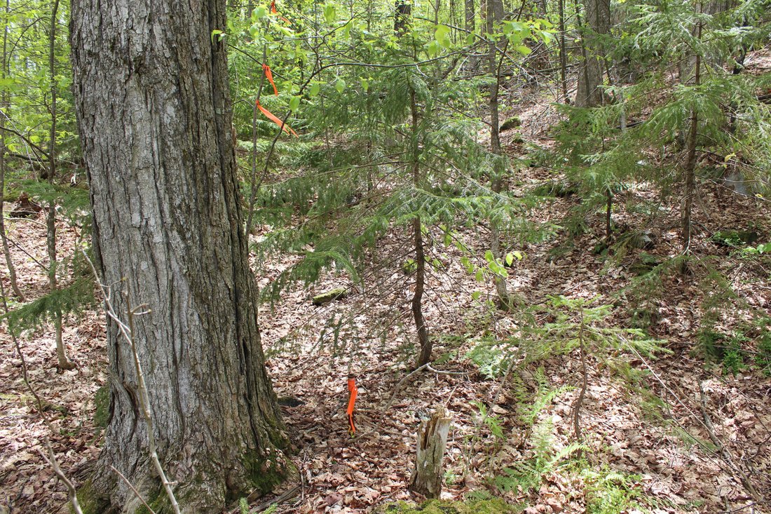 Land in Woodstock, Vermont, United States 5 - 16062624