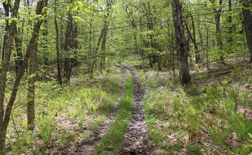 Terreno a Woodstock, Vermont, Stati Uniti 1