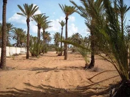 Djerba Midun, Medenine, Tunisia 5 - 12145140