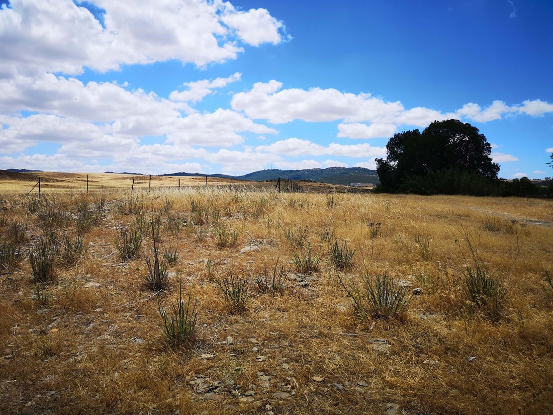 Land in Cáceres, Extremadura, Spain 5 - 14795632