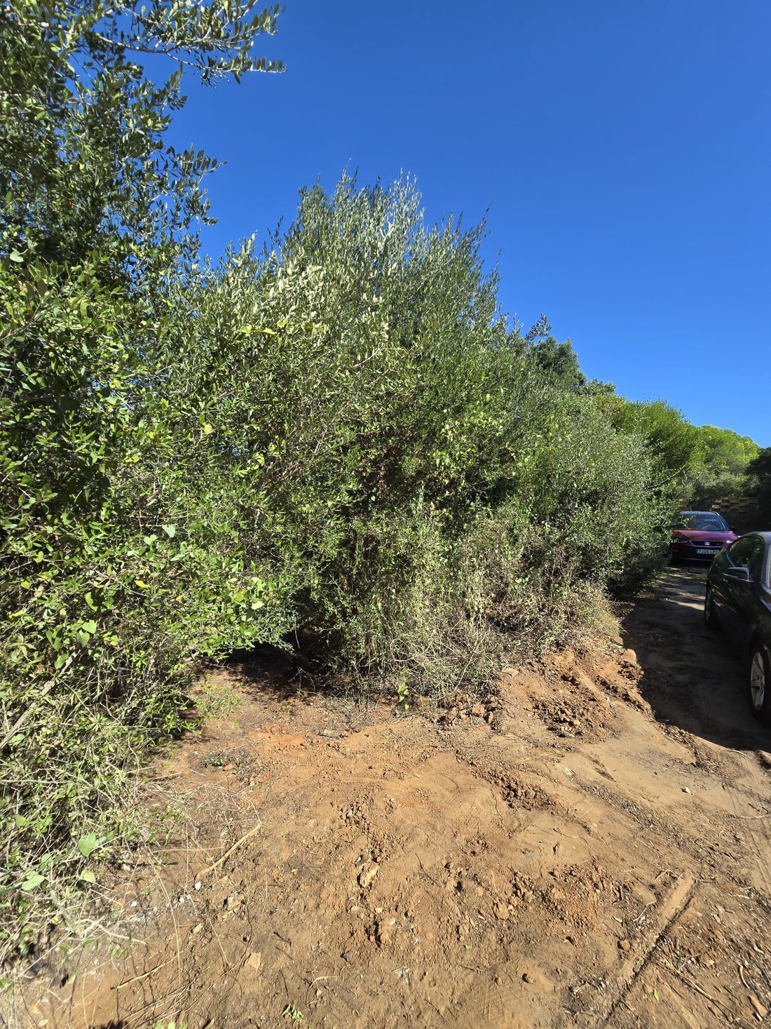 Land in Sotogrande, San Roque, Andalusia 5 - 12574055