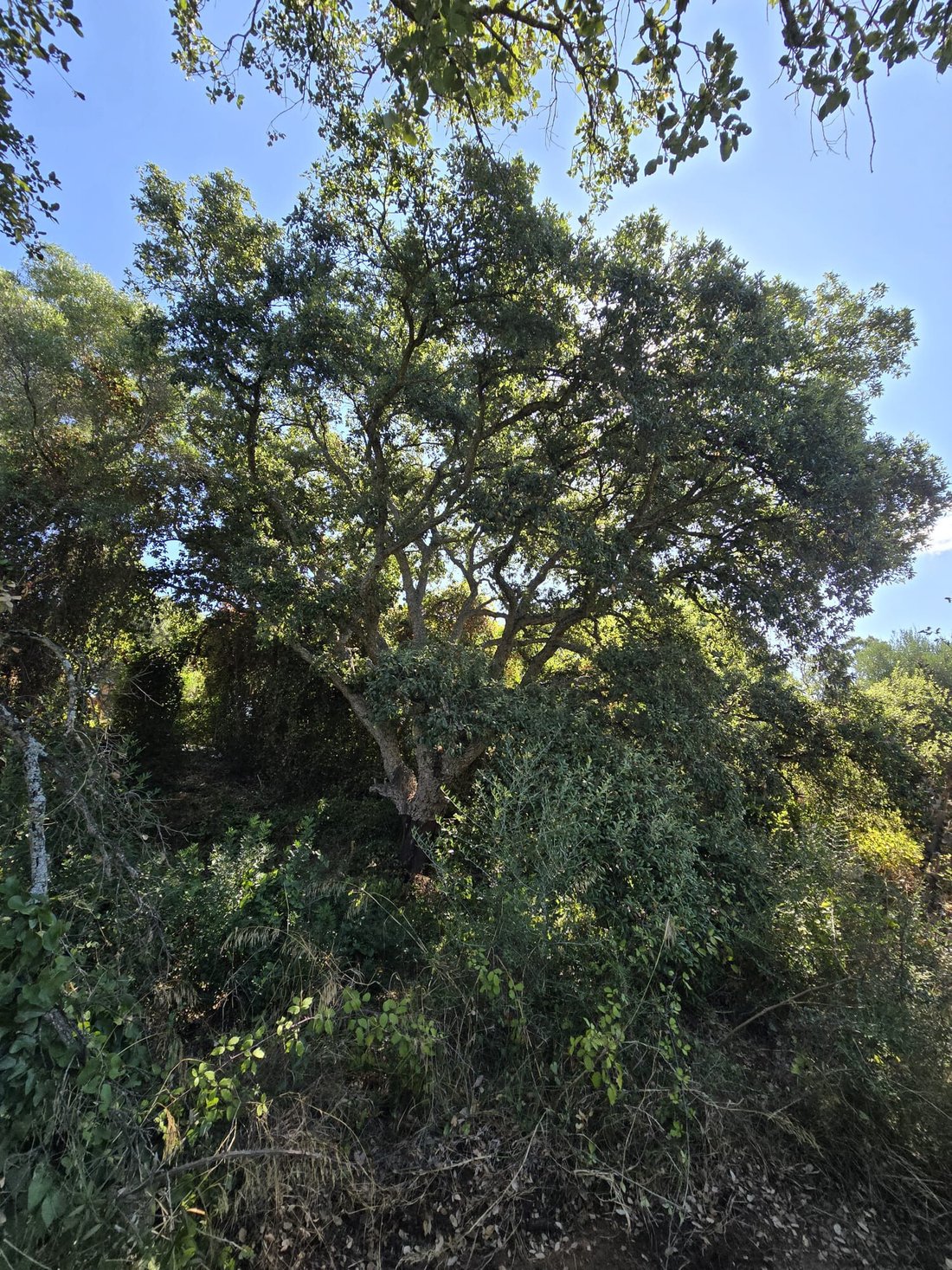 Land in Sotogrande, San Roque, Andalusia 1 - 12574055
