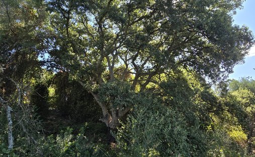 Land in Sotogrande, San Roque, Andalusien 1