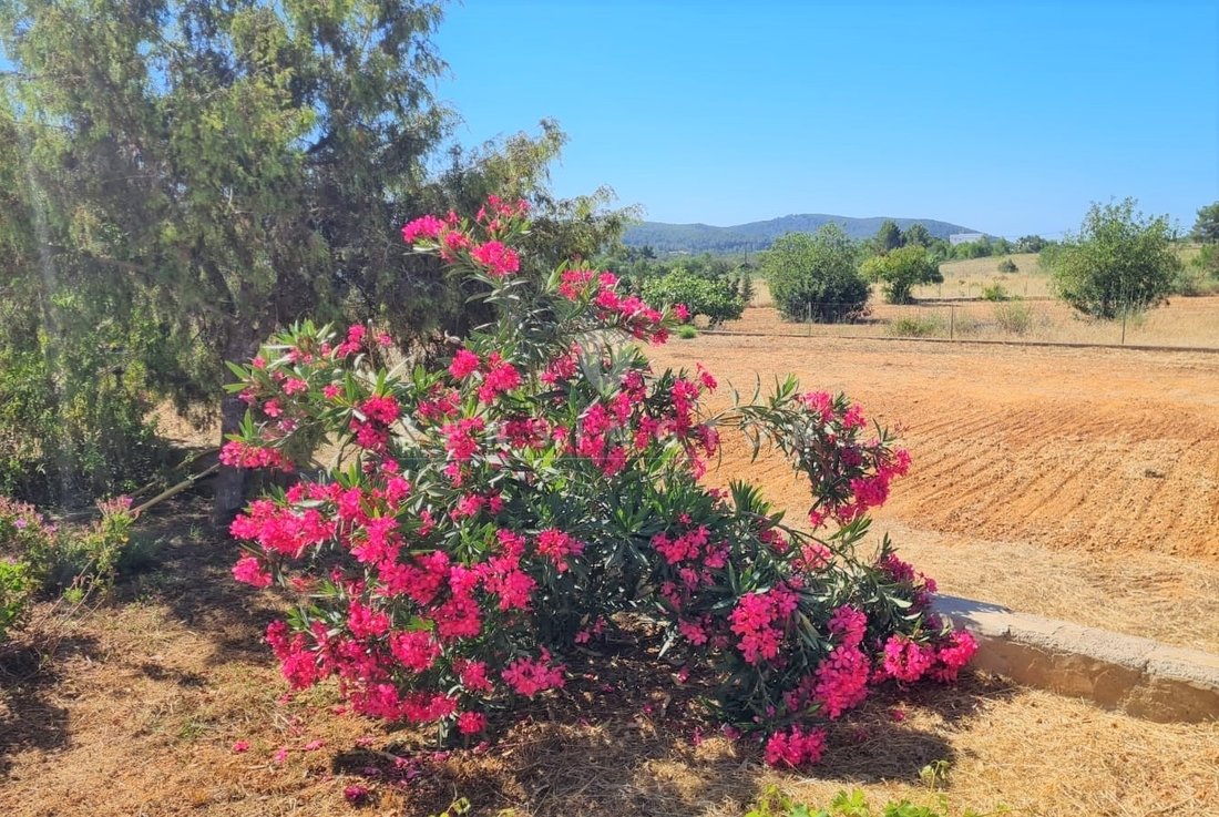 Villa in Sant Joan de Labritja, Balearic Islands, Spain 4 - 15827776