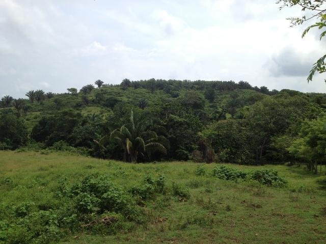 Finca in Pueblo Nuevo, Provincia de Panamá Oeste, Panama 5 - 16098306