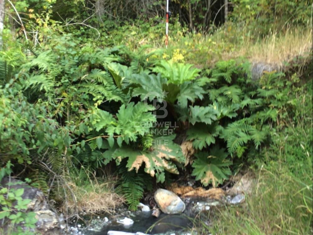 Terreno a Panguipulli, Los Ríos, Cile 5 - 16101232