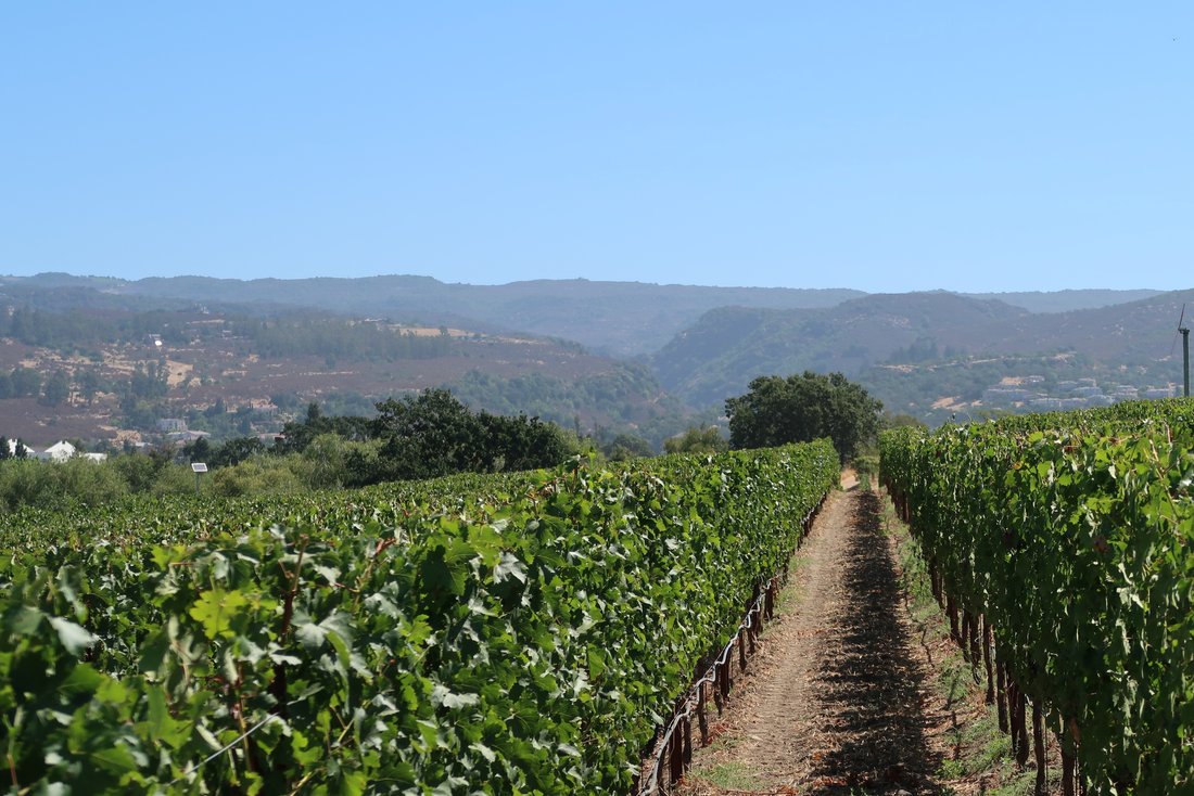 Luxury Vineyard Estate In Napa, California, United States For Sale - Main Image