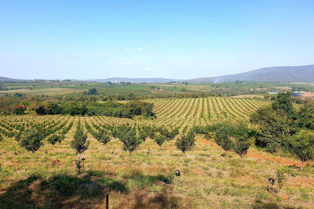 Farm Ranch in Tzaneen, Limpopo, South Africa 3 - 16107322