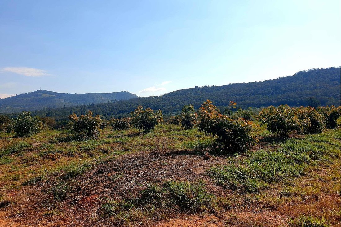 Farm Ranch in Tzaneen, Limpopo, South Africa 5 - 16107322