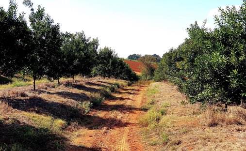 Farm Ranch in Tzaneen, Limpopo, South Africa 1