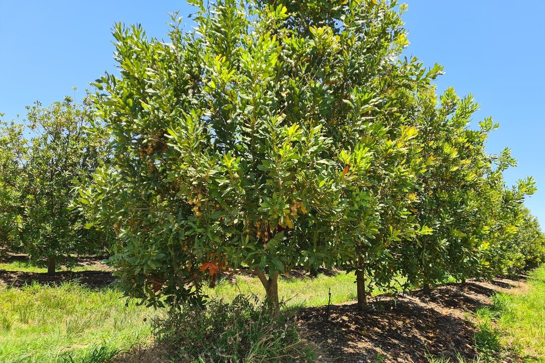 Farm Ranch in Malelane, Mpumalanga, South Africa 1 - 16106598