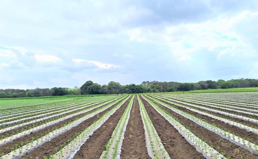 Azienda agricola a Komatipoort, Mpumalanga, Sudafrica 1
