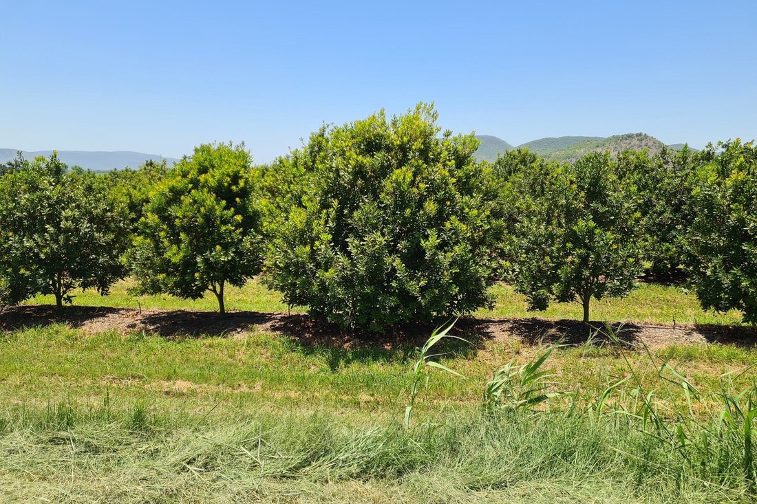 Farm Ranch in Malelane, Mpumalanga, South Africa 5 - 16106598