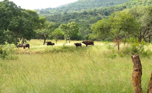 Corps de ferme à Malelane, Mpumalanga, Afrique du Sud 1