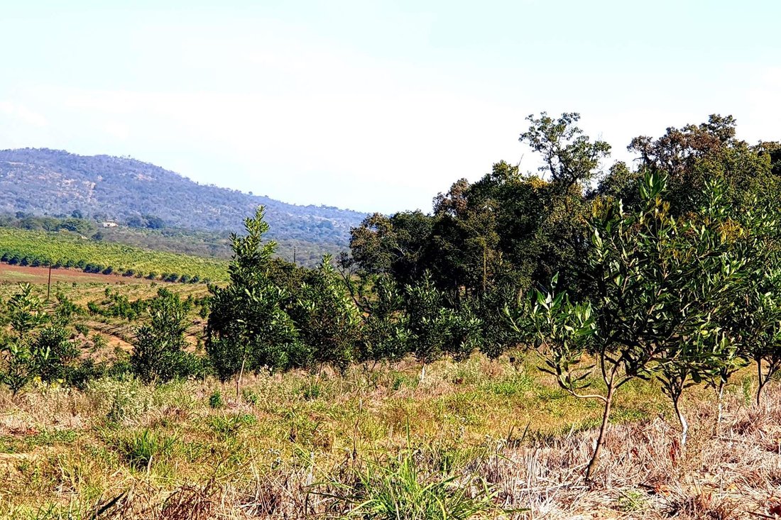 Farm Ranch in Tzaneen, Limpopo, South Africa 4 - 16107322