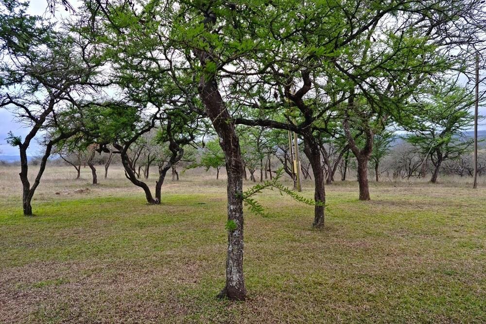 Farm Ranch in Louis Trichardt, Limpopo, South Africa 3 - 16107902