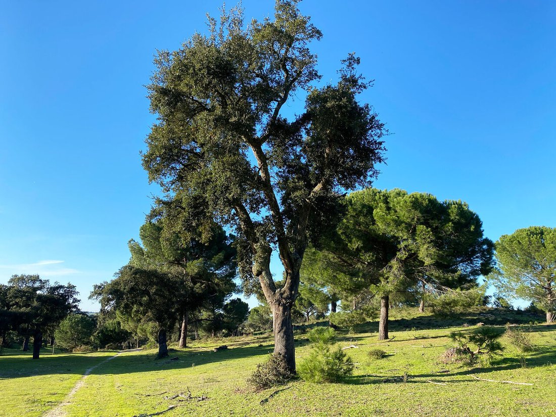 Land in Poceirao e Marateca, Setubal, Portugal 1 - 16111067