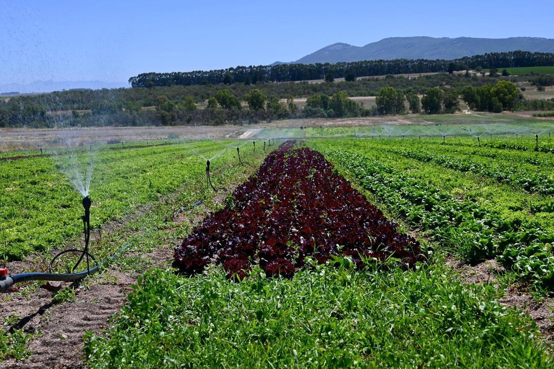 Farm Ranch in Klapmuts, Western Cape, South Africa 5 - 16108815