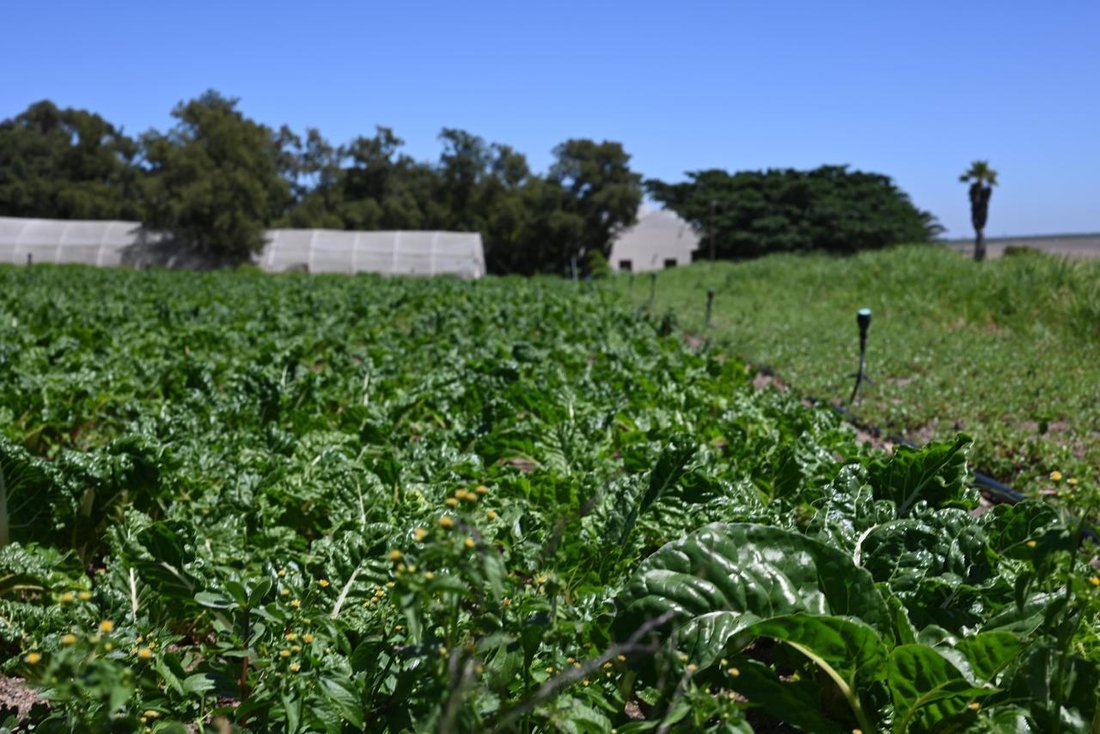 Farm Ranch in Klapmuts, Western Cape, South Africa 2 - 16108816