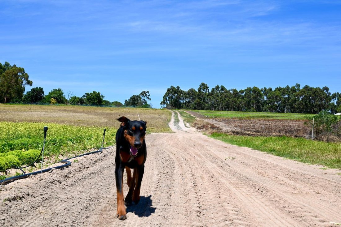 Farm Ranch in Klapmuts, Western Cape, South Africa 3 - 16108815
