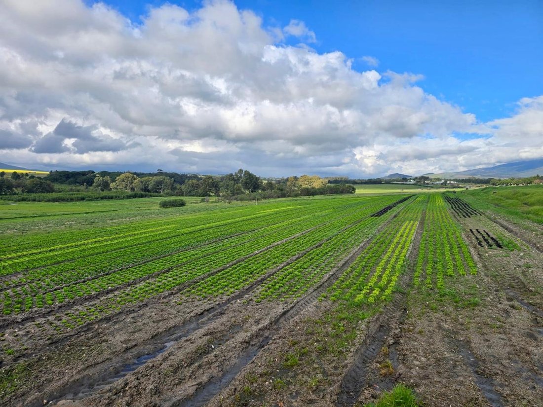 Farm Ranch in Klapmuts, Western Cape, South Africa 5 - 16108816