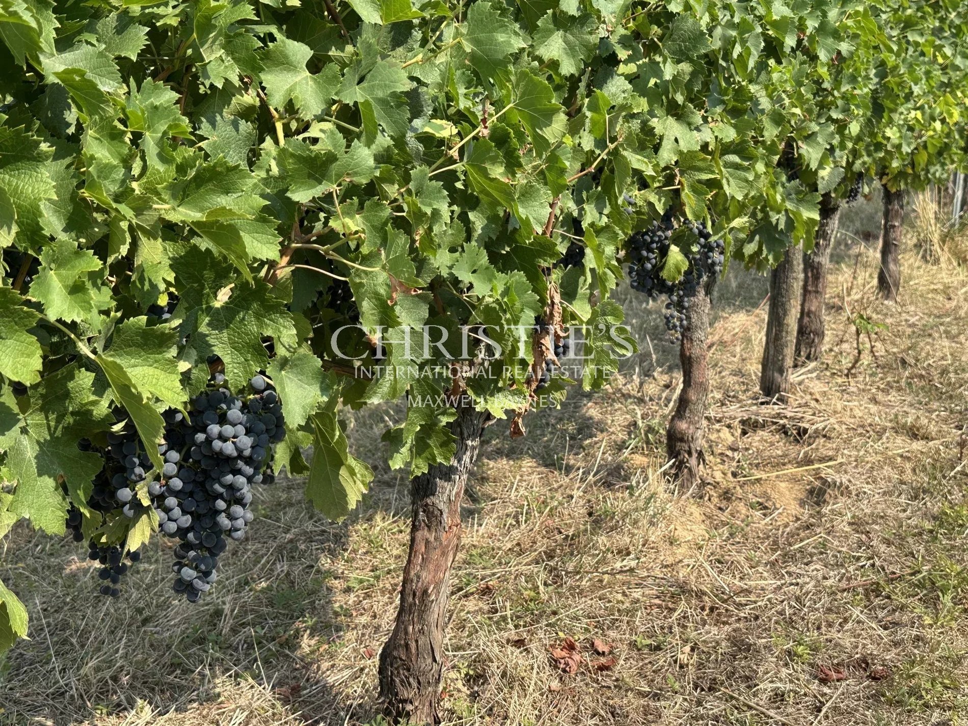 Saint Emilion Region A Charming Château With A Few Vines