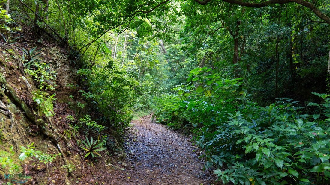 Land in Camuy, Camuy, Puerto Rico 5 - 16130999