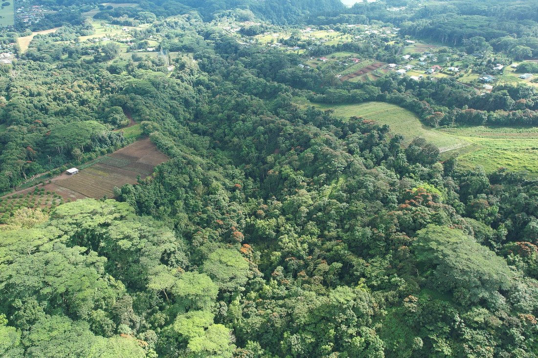 Land in AFAAHITI, Windward Islands, French Polynesia 4 - 16134922