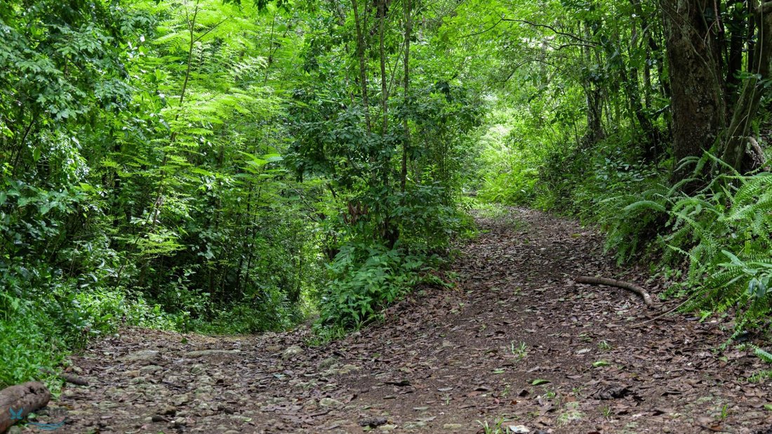 Land in Camuy, Camuy, Puerto Rico 3 - 16130999