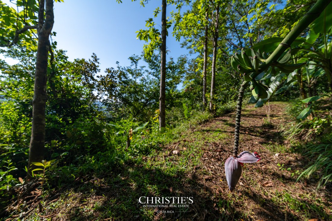 Land in 239, San José Province, Costa Rica 3 - 16140929