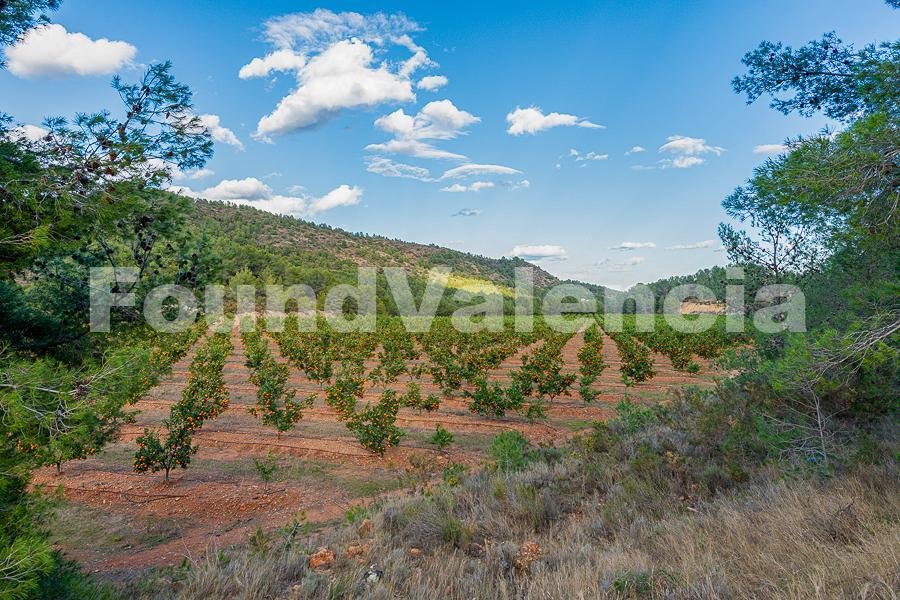 Farm Ranch in Onda, Valencian Community, Spain 5 - 16145553
