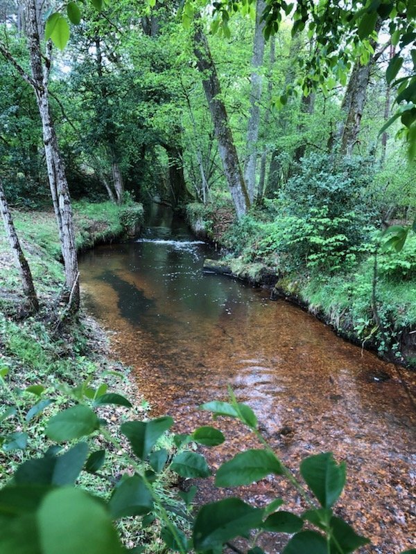 La Rêverie Solognote: A 70-Hectare Kingdom of Light & Legacy - 5