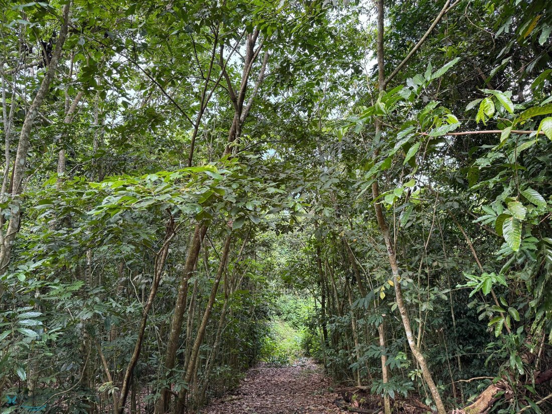 Land in Ponce, Puerto Rico 2 - 16146353
