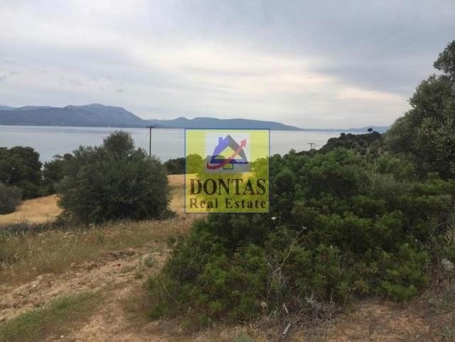 Land in Sximatariou, Thessaly and Central Greece, Greece 2 - 16155652