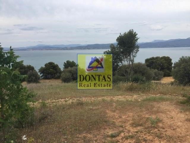 Land in Sximatariou, Thessaly and Central Greece, Greece 1 - 16155652